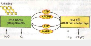 Các pha của quá trình quang hợp