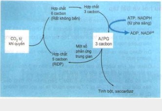 Các pha của quá trình quang hợp