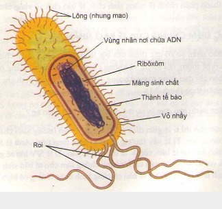 Cấu tạo tế bào nhân sơ