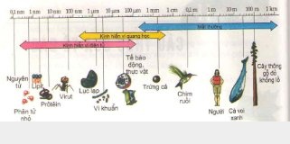 Đặc điểm chung của tế bào nhân sơ