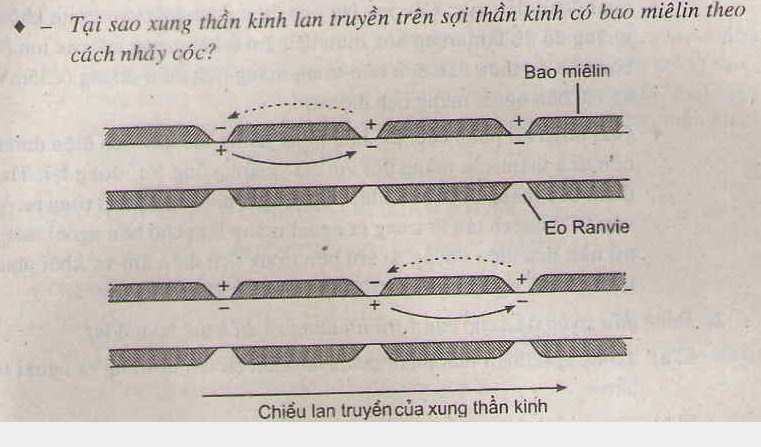 Điện thế hoạt động và sự lan truyền xung thần kinh Điện thế hoạt động và sự lan truyền xung thần kinh