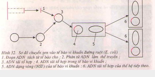 Khái niệm kĩ thuật gen và công nghệ gen Khái niệm kĩ thuật gen và công nghệ gen