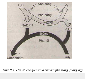 Lý thuyết Quang hợp ở các nhóm thực vật C3 C4 và CAM