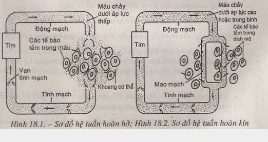 Lý thuyết Tuần hoàn máu Lý thuyết Tuần hoàn máu