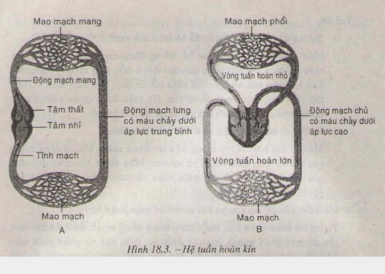 Lý thuyết Tuần hoàn máu Lý thuyết Tuần hoàn máu