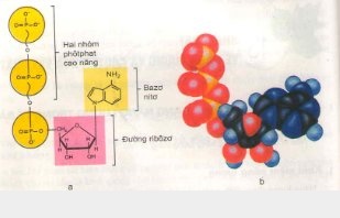 Năng lượng và các dạng năng lượng trong tế bào