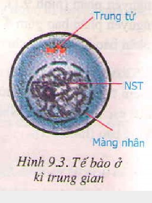 Những diễn biến cơ bản của NST trong quá trình nguyên phân Những diễn biến cơ bản của NST trong quá trình nguyên phân