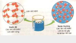 Nước và vai trò của nước trong tế bào