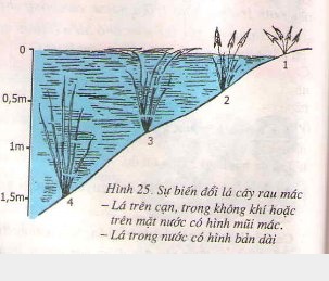 Sự biến đổi kiểu hình do tác động của môi trường