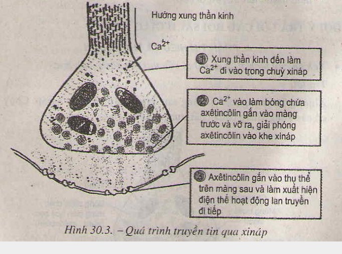 Truyền tin qua xinap Truyền tin qua xinap
