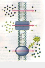 Vận chuyển thụ động